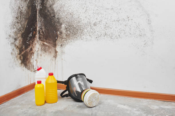 Best Crawl Space Mold Remediation in Ellisburg, NJ