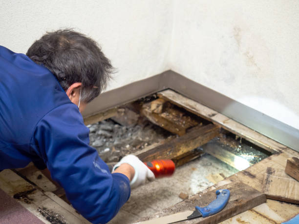 Best HVAC Mold Remediation in Ellisburg, NJ