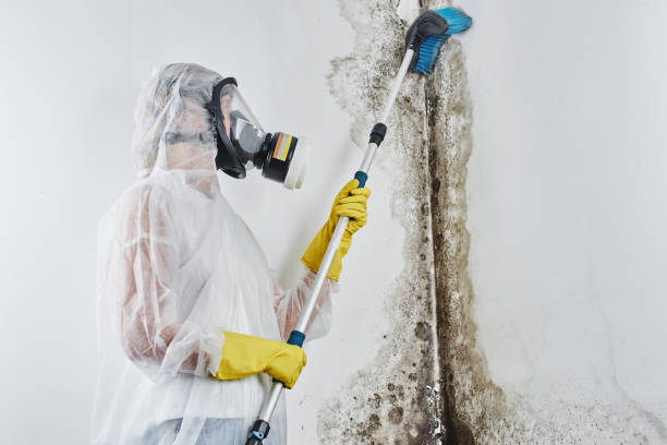 Best Kitchen Mold Remediation in Ellisburg, NJ