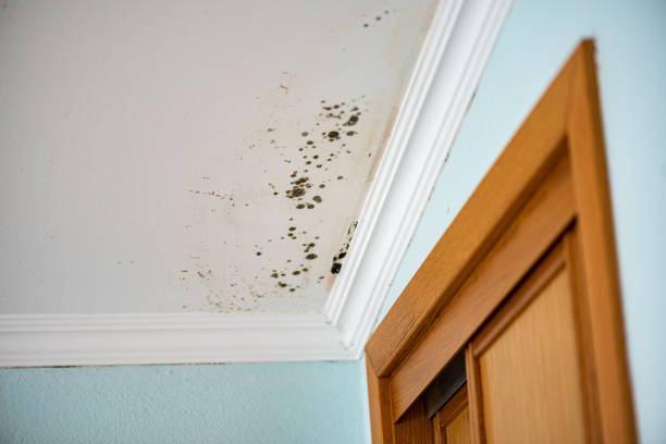 Best Post-Flood Mold Remediation in Ellisburg, NJ
