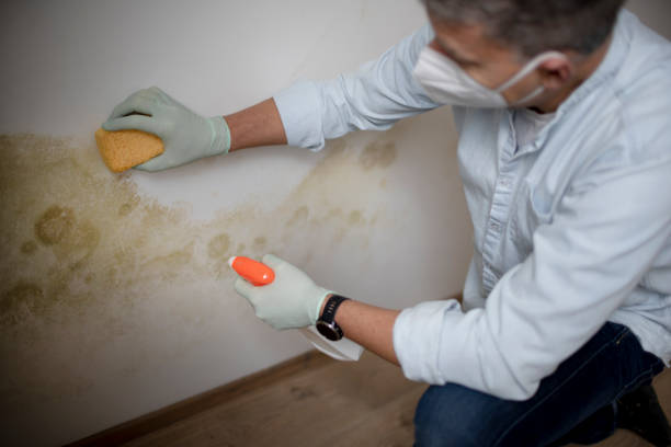 Best Industrial Mold Remediation in Ellisburg, NJ