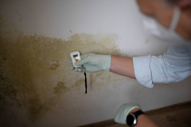 Best DIY Mold Remediation Support Services in Ellisburg, NJ