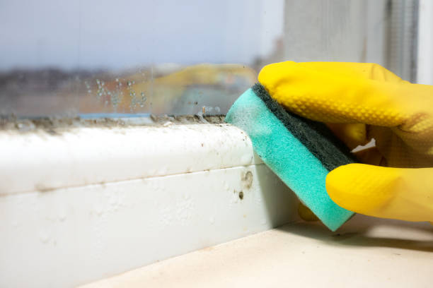 Best Crawl Space Mold Remediation in Ellisburg, NJ
