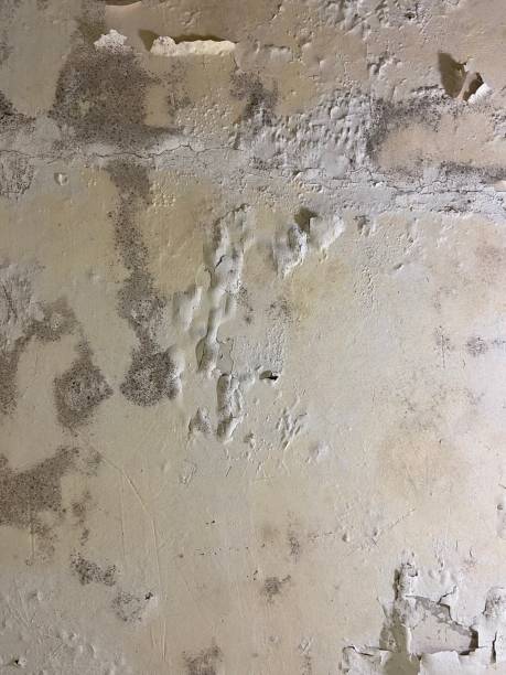 Best Emergency Mold Remediation in Ellisburg, NJ