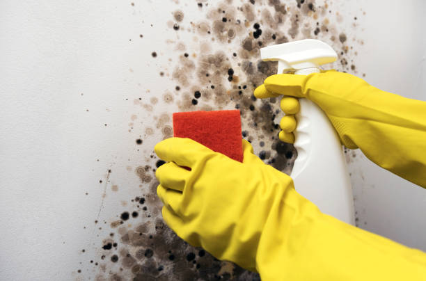 Best Preventive Mold Services in Ellisburg, NJ