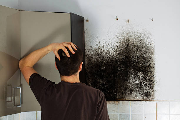 Best White Mold Remediation in Ellisburg, NJ