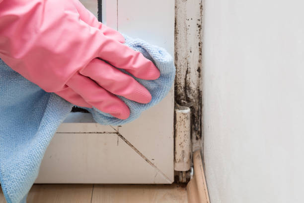 Best Basement Mold Remediation in Ellisburg, NJ